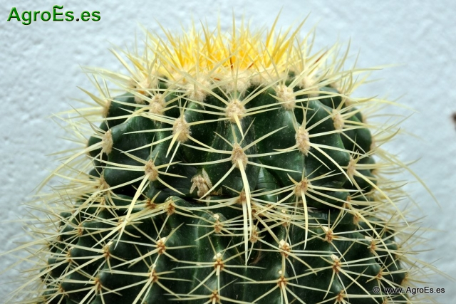 Cactus en Honrubia_16