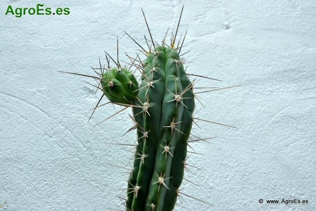 Cactus en Honrubia_17