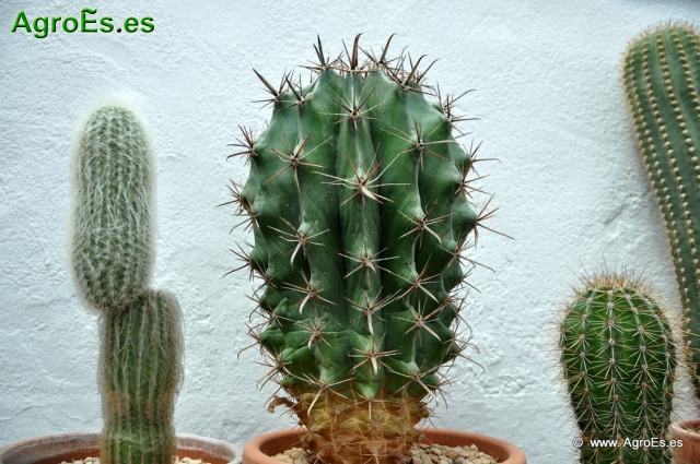 Cactus en Honrubia_19