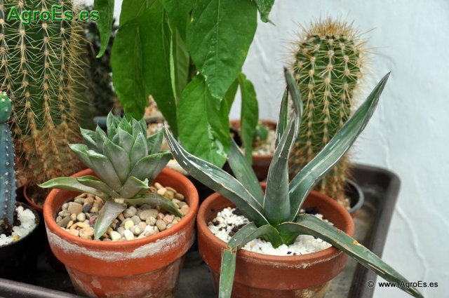 Cactus en Honrubia_20