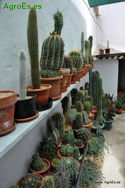 Cactus en Honrubia_24