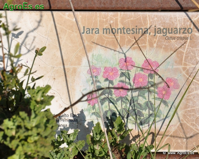 Jara Montesina jaguarzo