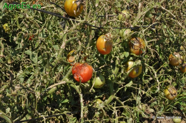 Granizo en Tomate