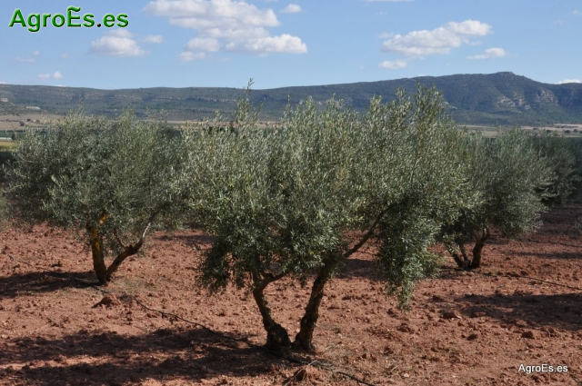 Olivos en Alpera