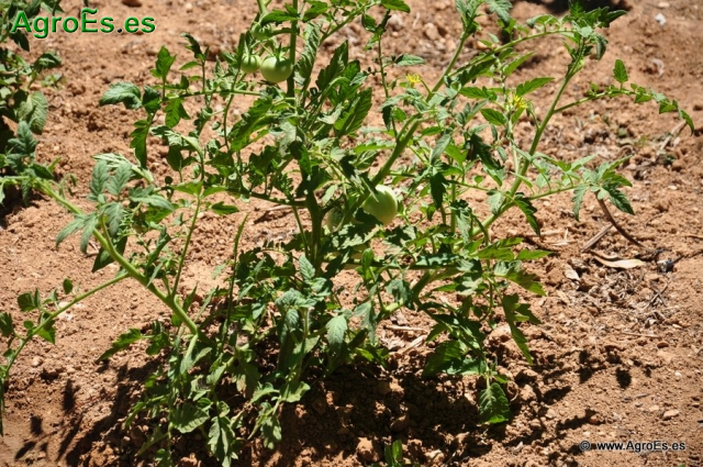 Ver nuestra colección de Fotos de Cultivos de Tomate